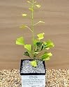 Green Pagoda Ginkgo True Bonsai Tree - SALE*