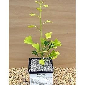 Green Pagoda Ginkgo True Bonsai Tree - SALE*
