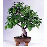 Sacred Budda Fig Tree 10 Seeds/Seed - Ficus religiosa