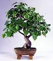 Sacred Budda Fig Tree 10 Seeds/Seed - Ficus religiosa