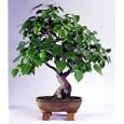Sacred Budda Fig Tree 10 Seeds/Seed - Ficus religiosa