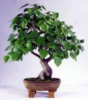 Sacred Budda Fig Tree 10 Seeds/Seed - Ficus religiosa