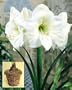 Amaryllis White Christmas in a Rustic Vine Basket
