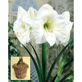 Amaryllis White Christmas in a Rustic Vine Basket