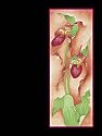 Lady Slipper (Wildflowers Series)
