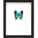Framed Butterfly Cobalt Swallowtail - Form and Pheromone