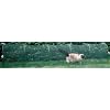 Kittywalk Outdoor Net Cat Enclosure for Lawns