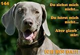 Metall - Warnschild Weimaraner