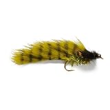 Trout Toad
