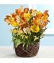 Sunny Days Bulb Garden