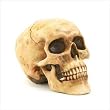 Grinning Skull Grinning Skull