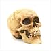 Skull Head Figurine
