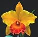 Blc Saint Helena Sound 'Newberry' x Pot Susan Fender 'Cover Girl'