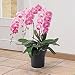 �y��ꉀ�|�z���I�Ӓ��� �s���N 3�{����