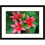 Great American Picture IS811351 Pink Day Lilies Framed Photograph