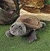 Plush