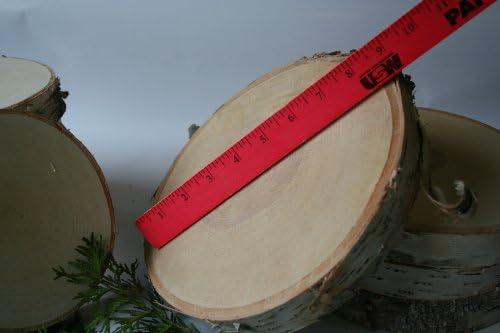 Birch Slices/disks 8'' Dia. 1 1/4'' Thick (Pack of 5)