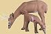 $$ RINEHART BROADHEAD BUCK TRGT