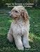 How to Groom a Golden Doodle the Right Way Yourself