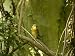 Pekin Robin at the North Carolina Zoo Animals Photographic Poster Print by Joel Sarto...