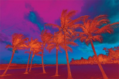 (24x36) Abstract Palm Trees Art Poster Print