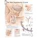 Male Reproductive System Educational Chart Poster 22x28 custom fit with RichAndFramous Black 22 inch Poster Hangers 41RdSL0uyxL. AA75 Male Reproductive System Educational Chart Poster 22x28 custom fit with RichAndFramous Black 22 inch Poster Hangers