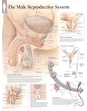 Male Reproductive System Educational Chart Poster 22x28 custom fit with RichAndFramous Black 22 inch Poster Hangers 41RdSL0uyxL. SL160 Male Reproductive System Educational Chart Poster 22x28 custom fit with RichAndFramous Black 22 inch Poster Hangers