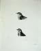 1909 Head Female Wheatear And Whinchat Bird Plate Ix