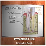 Tooth Anatomy PowerPoint Template - Tooth Anatomy PowerPoint (PPT) Templates