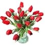 20 Premium Red Fresh Tulips