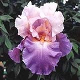 Mother Earth German Bearded Iris 1 Rhizome:Re-Blooming