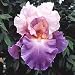 Mother Earth German Bearded Iris 1 Rhizome:Re-Blooming