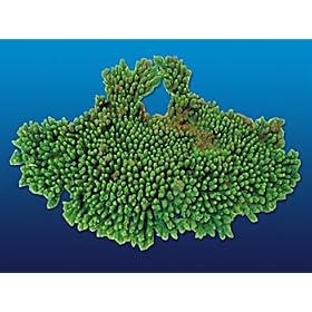 Nature's Image Artificial Corals: Large Table Acropora Green by Nature's Image