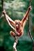 Baby Orangutan Poster (#115)