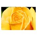 Yellow Rose Close Up by Kurt Shaffer - 1.5"