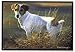 Pet Mat - 18.0 x 27.0 - Jack Russel Terrier
