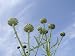 Globe Artichoke Flower Heads Against Blue Sky, Norfolk, UK Photographic Poster Print by Gary Smith, 24x18