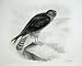 1906 Bird The Hen Harrier Circus Cyaneus Linnaeus