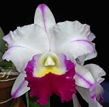 Lawn & Patio - Blc. Mem. Anna Balmores 'Convex' Fragrant Orchid Plant [CAT008]