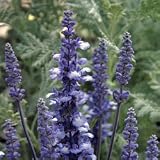 Salvia Seeds - Salvia Fairy Queen
