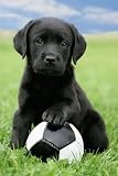 Posters: Chiens Poster - Labrador Avec Un Ballon (91 x 61 cm)