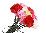 Fresh Cut Mini Carnations, Wholesale Box of 250 Flowers