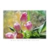 Posters: Mina Selis Poster Art Print - Pink Tulips (28 x 20 inches)