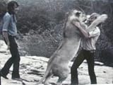 Christian the Lion / The Great Dan Patch