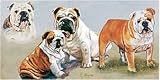 Premier Designs Bulldogs Windsock