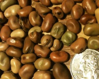 David's Garden Seeds Bean Fava Sweet Lorane (Brown) 50 Organic Seeds David's Garden Seeds Bean Fava Sweet Lorane (Brown) 50 Organic Seeds