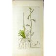 1793 SOWERBY BOTANICAL PRINT LOBELIA DORTMANNA PLANT