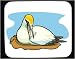 Mouse Pad with booby, bird