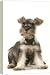 Dog - Schnauzer puppy - 20 Inch Canvas Print (51 cm) by Ardea