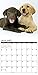 2016 Just Lab Puppies Wall Calendar